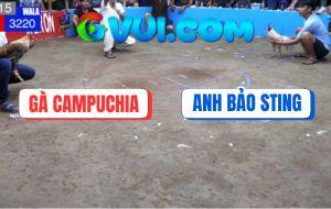 Trận 15 Anh Bảo Sting Với Campuchia - Bướm Hiệu Idol Đâm Cựa Như Chỉa