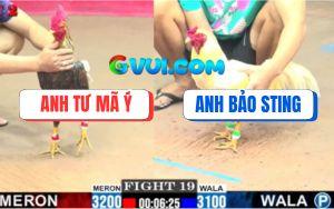 Trận 19 CPC2 27/07/2025 - Gà Cú Anh Tư Mã Ý Đá Vẹo Cổ Gà Anh Bảo Sting