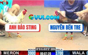 Trận 28 CPC2 27/07/2025 - Bảo Sting Sửa Gà Bướm Còn 1 Giò Tang Hòa