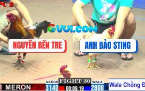 Trận 30 CPC2 27/07/2025 - Gà Úa Bảo Sting Nhỏ Ký Lên 2 Đá Điều Xì Cơm