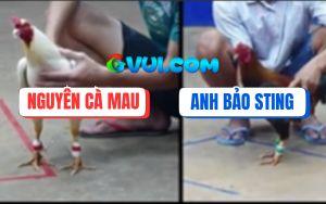 Trận 14 Bồ Gà TonHon 18/7/2025 - Gà Điều Anh Bảo Sting Có Chân Xạo Lờ