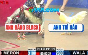 Trận 17 CPC2 2/7/2025 - Gà Anh Hào Hạ Anh Đăng Black Dù Kém Hơn 5 Chấm