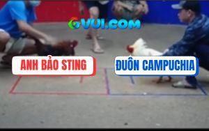 Trận 23 Bồ Gà TonHon 18/7/2025 - Điều Cọp Bảo Sting Đâm Như Máy Điện