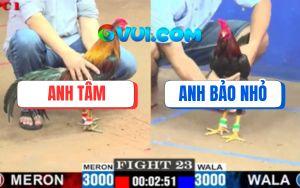 Trận 23 CPC1 5/7/2025 - Điều Chân Xanh Anh Tâm Đâm Cựa Quá Chuẩn