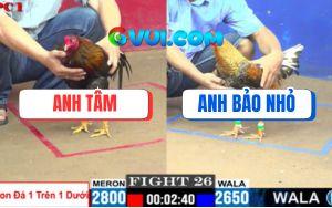 Trận 26 CPC1 5/7/2025 - Gà Anh Tâm Đá Cựa Trên Dưới Vẫn Hạ Anh Bảo Nhỏ