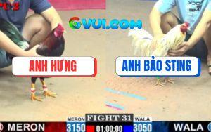 Trận 31 CPC2 2/7/2025 - Gà Anh Hưng Đâm Bướm Hiệu Bảo Sting Như Cái Rỗ