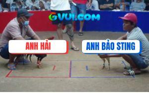 Trận 4 Bồ Gà TonHon Ngày 6/7/2025 - Anh Bảo Sting VS Anh Hải Campuchia