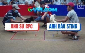 Trận 8 Bồ Gà TonHon Ngày 6/7/2025 - Úa Hiệu Bảo Sting Nhỏ Mà Có Võ