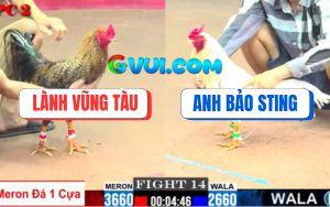 Trận 14 CPC2 01/08/2025 - Gà Bướm Anh Bảo Sting Chưa Kịp Đá Đã Bưng Ra