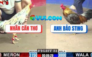 Trận 31 CPC2 6/8/2025 - Anh Nhân Cần Thơ Và Anh Bảo Sting