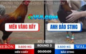 Trận 3 Bồ TonHon 10/10/2025 - Điều Cọp Anh Bảo Sting Đá Như Cái Máy