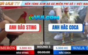 Trận 3 Ton Hon 18/10/2025 - Điều Cọp Anh Bảo Sting Đá Không Kịp Tha Lơ