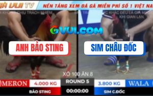 Trận 5 Ton Hon 18/10/2025 - Anh Bảo Sting Rớt Nài Với Anh Sim Châu Đốc