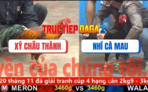 Trận 11 CPC5 16/11/2025 - Gà Vàng Chặn Mấy Chân Gà Điều Ra Máu Lỏng