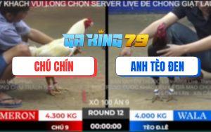 Trận 12 TonHon 28/11/2025 - Anh Bảo Sting Thả Gà Giùm Bị Đá Bại Liệt