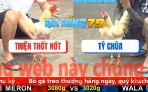 Trận 14 CPC5 23/11/2025 - Bướm Sống Sót, Gà Úa Anh Tý Chùa Về Với Đất