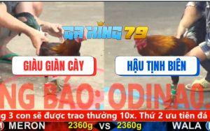 Trận 2 CPC5 24/11/2025 - Gà Điều Anh Hậu Tịnh Biên Đá Như Chỉa