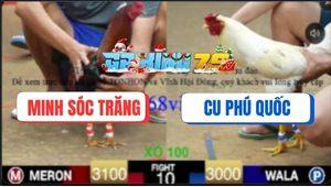 Trận 10 Ton Hon 10/12/2025 - Điều Cọp Anh Minh 1 Đá Tính Tiền Gà Úa