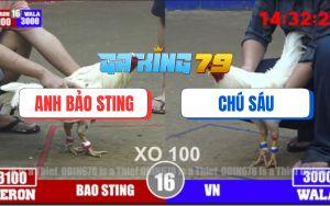 Trận 16 Bồ TonHon 3/12/2025 - Bướm Hiệu Bảo Sting Đá Gà Chú Sáu Gãy Cổ