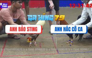 Trận 8 Bồ TonHon 3/12/2025 - Gà Chuối Bảo Sting Hạ Cánh Cọp Campuchia